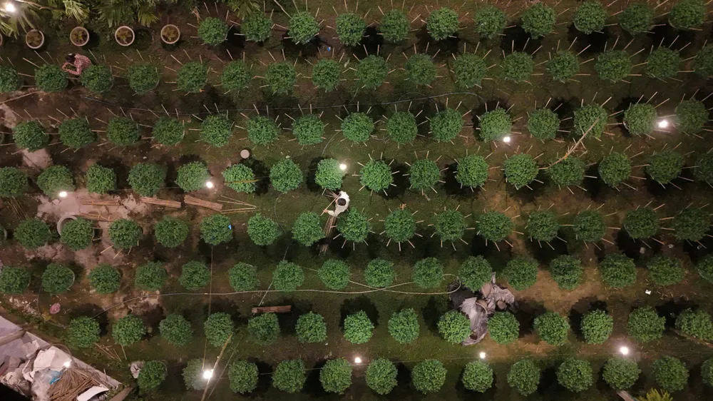 trieu-anh-den-lung-linh-lang-hoa-cuc-tet- (15).jpg