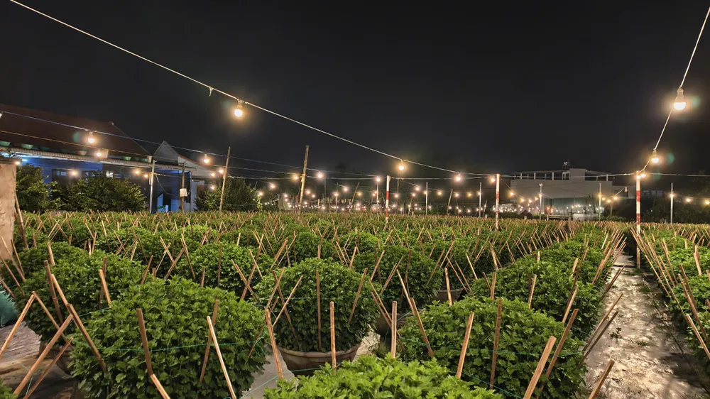 trieu-anh-den-lung-linh-lang-hoa-cuc-tet- (6).jpg