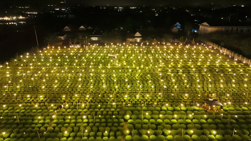 trieu-anh-den-lung-linh-lang-hoa-cuc-tet- (20).jpg