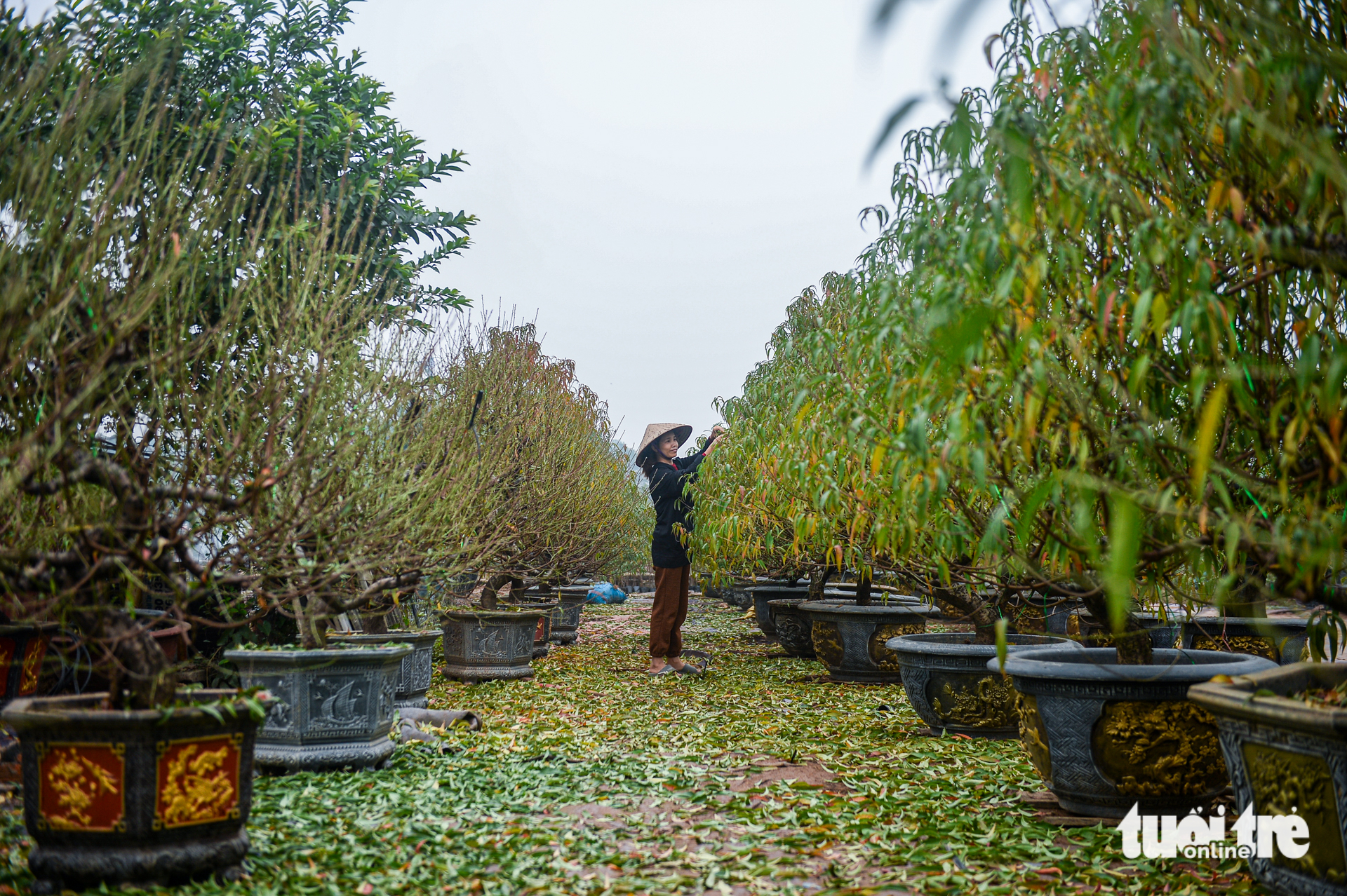 Tuốt lá, tỉa thế đón xuân: Làng đào, làng quất Hà Nội 'tất bật' vào mùa - Ảnh 2. Làng đào, làng quất Hà Nội 'tất bật' vào mùa tuốt lá, uốn thế đón xuân - Ảnh 2.