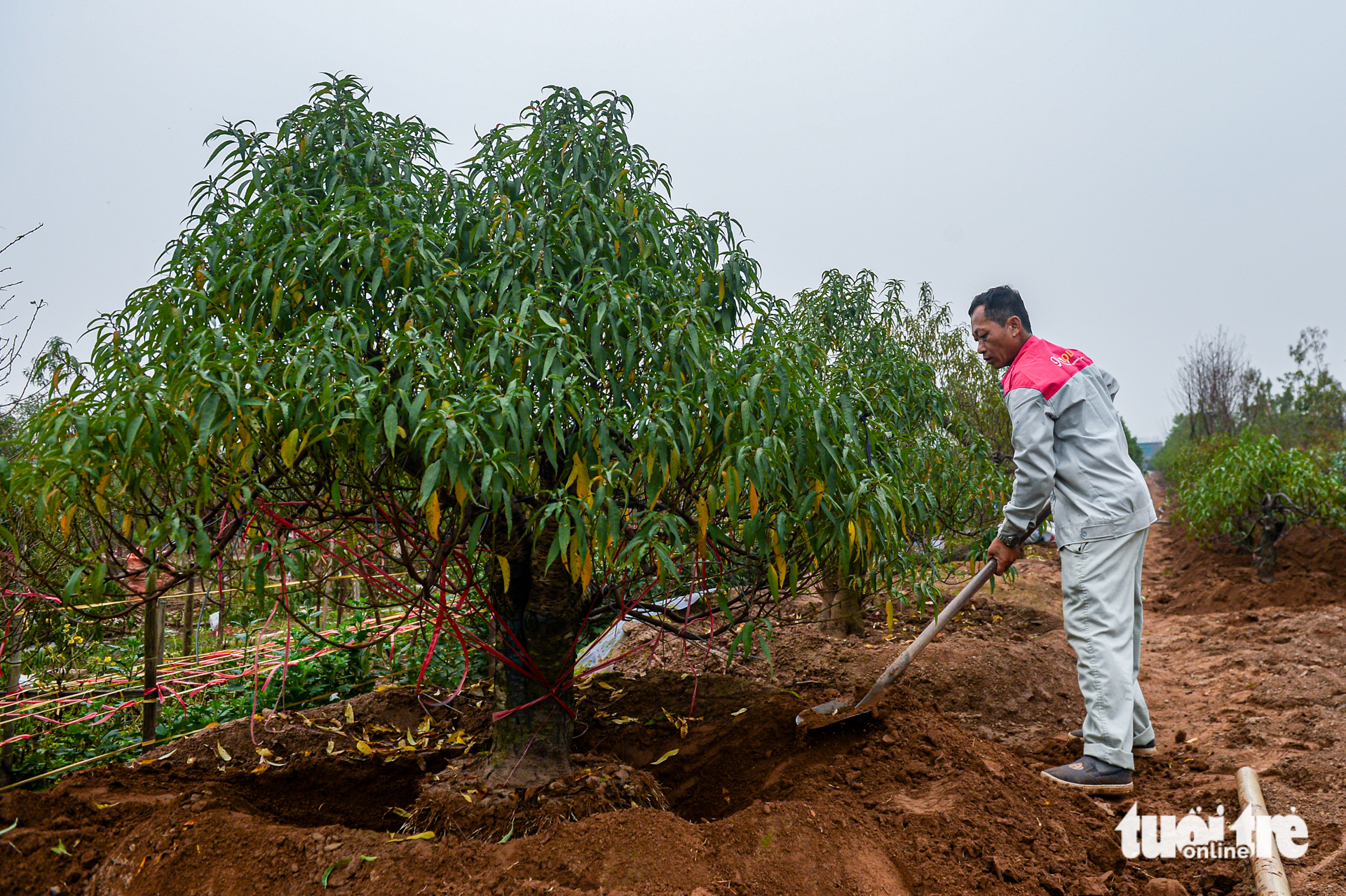 Tuốt lá, tỉa thế đón xuân: Làng đào, làng quất Hà Nội 'tất bật' vào mùa - Ảnh 4. Làng đào, làng quất Hà Nội 'tất bật' vào mùa tuốt lá, uốn thế đón xuân - Ảnh 3.