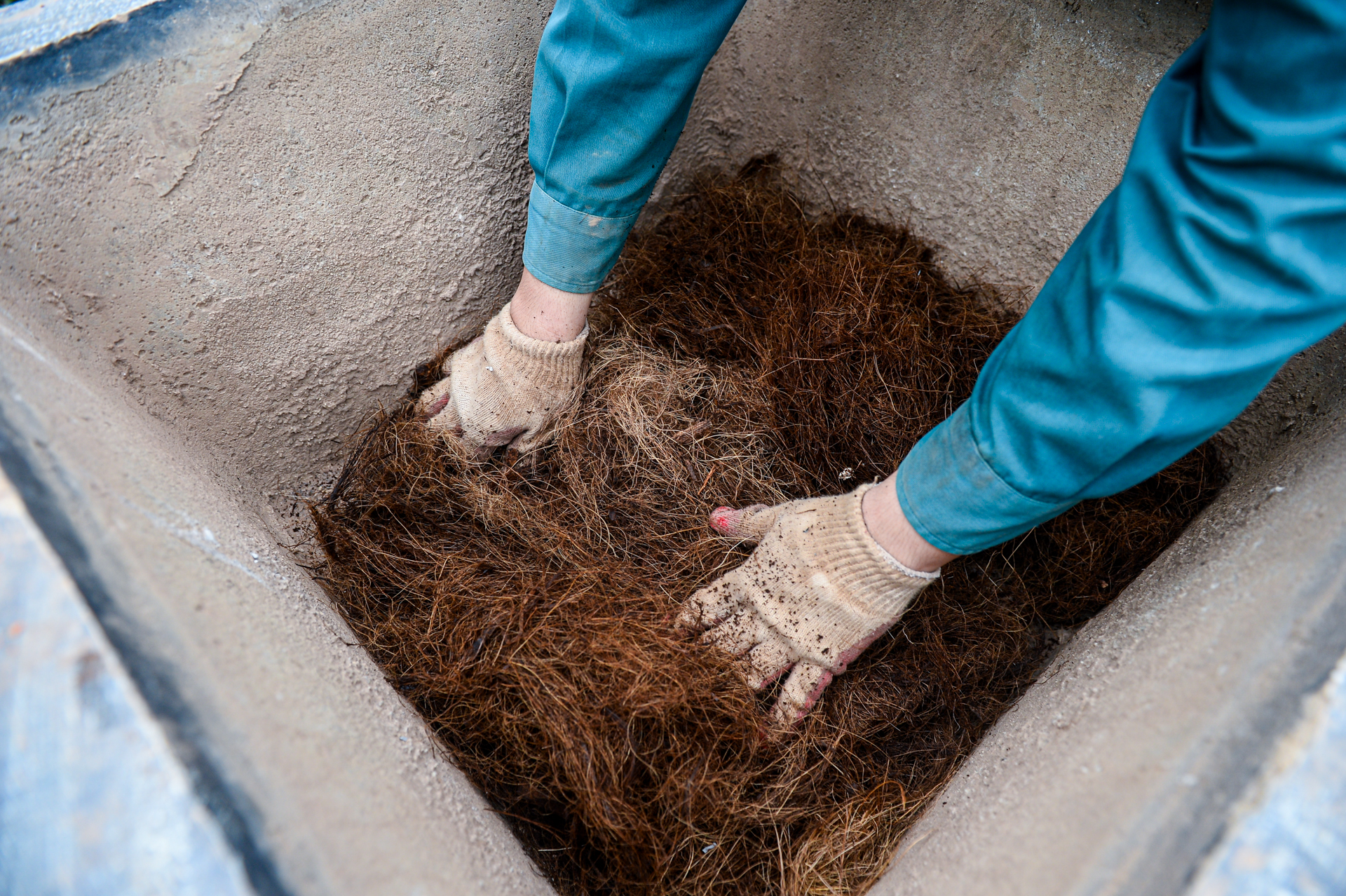 Làng đào, làng quất Hà Nội 'tất bật' vào mùa tuốt lá, uốn thế đón xuân 3 làng đào - Ảnh 7.