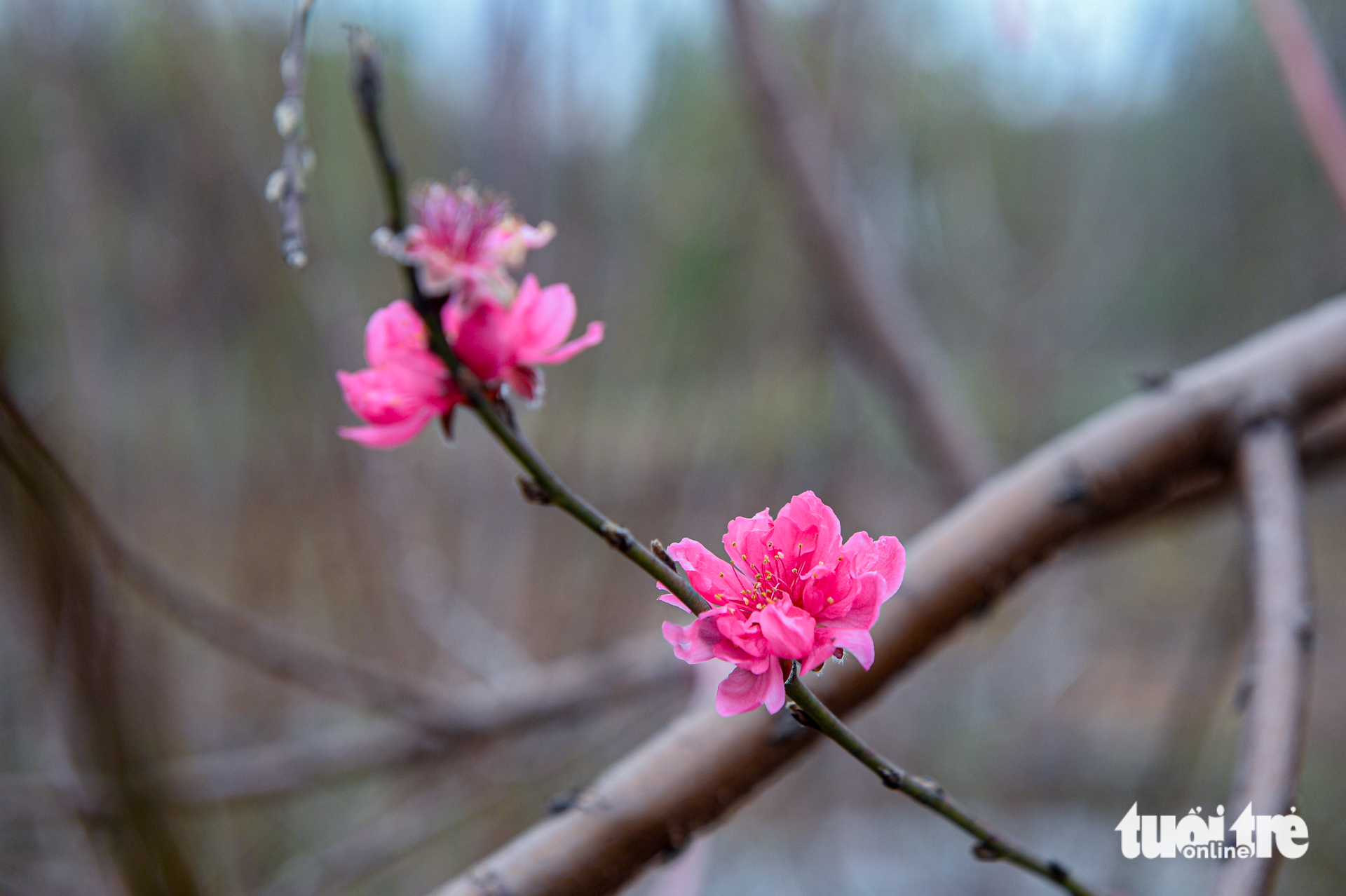 Tuốt lá, tỉa thế đón xuân: Làng đào, làng quất Hà Nội 'tất bật' vào mùa - Ảnh 9. làng đào - Ảnh 9.
