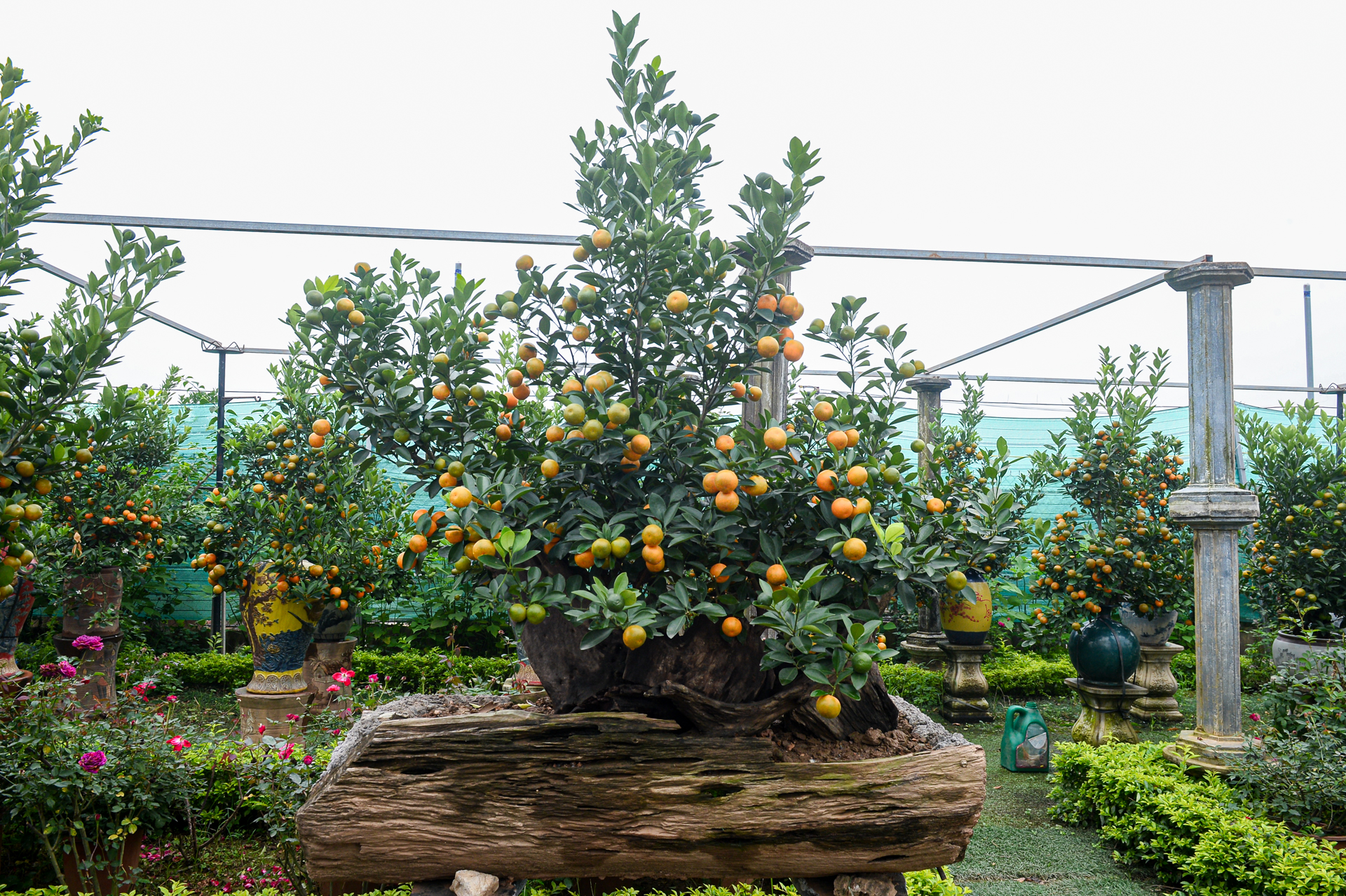 Làng đào, làng quất Hà Nội 'tất bật' vào mùa tuốt lá, uốn thế đón xuân 4 làng đào - Ảnh 11.