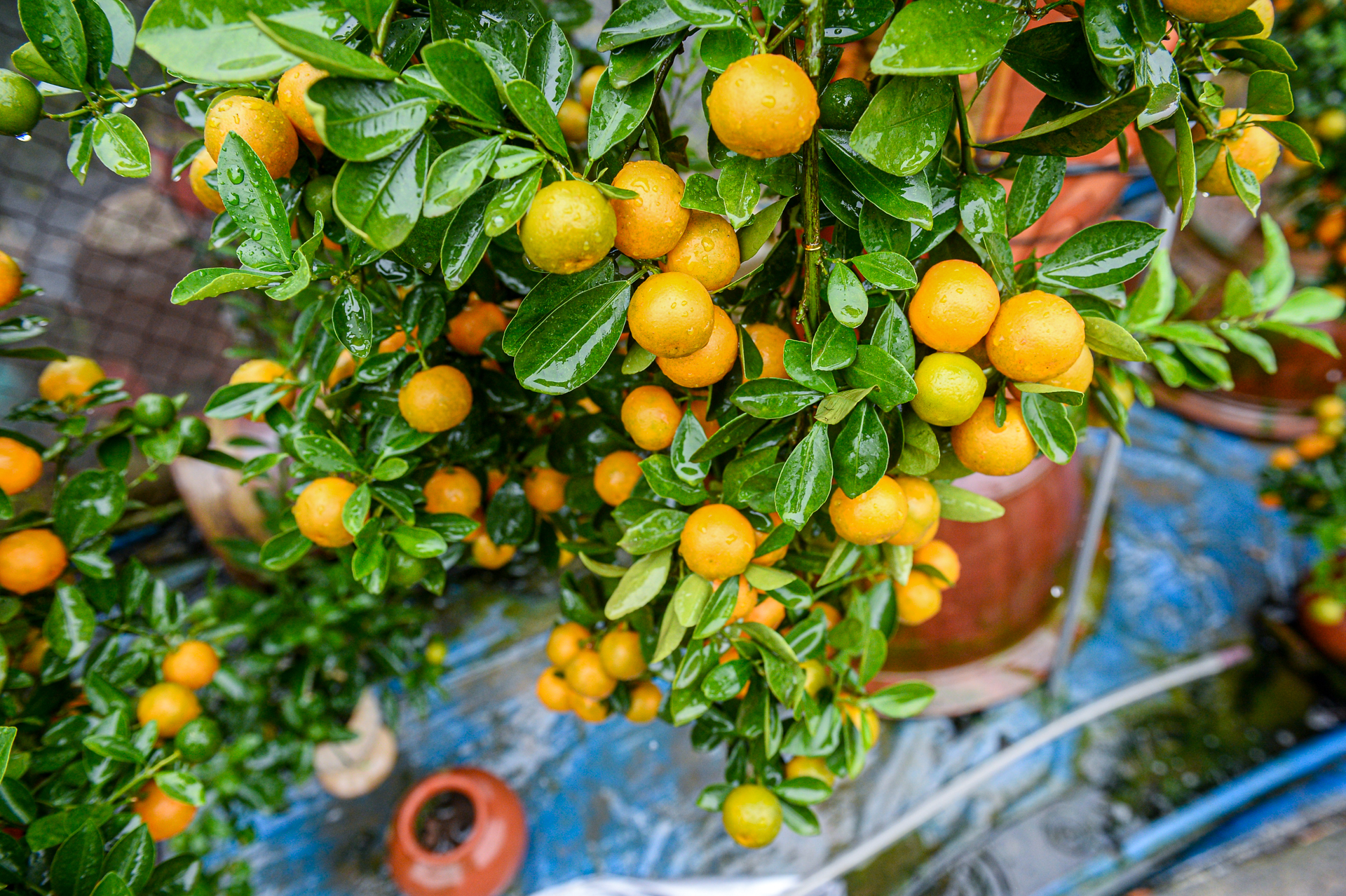 Làng đào, làng quất Hà Nội 'tất bật' vào mùa tuốt lá, uốn thế đón xuân 5 làng đào - Ảnh 12.