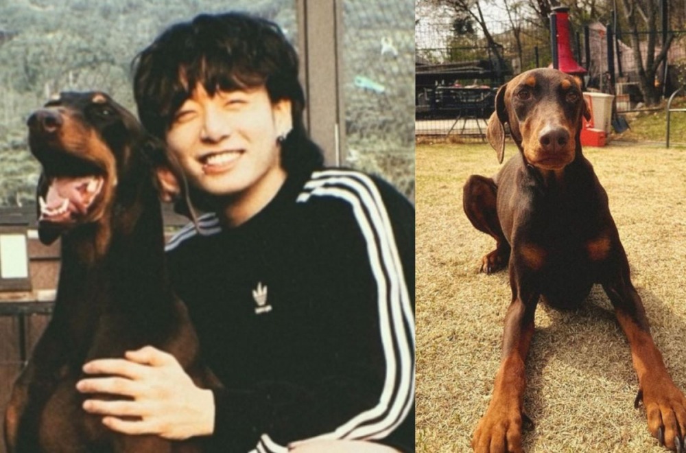 Phẫn nộ Jungkook (BTS) mải hẹn hò mỹ nhân aespa, bỏ rơi cún cưng?- Ảnh 2.