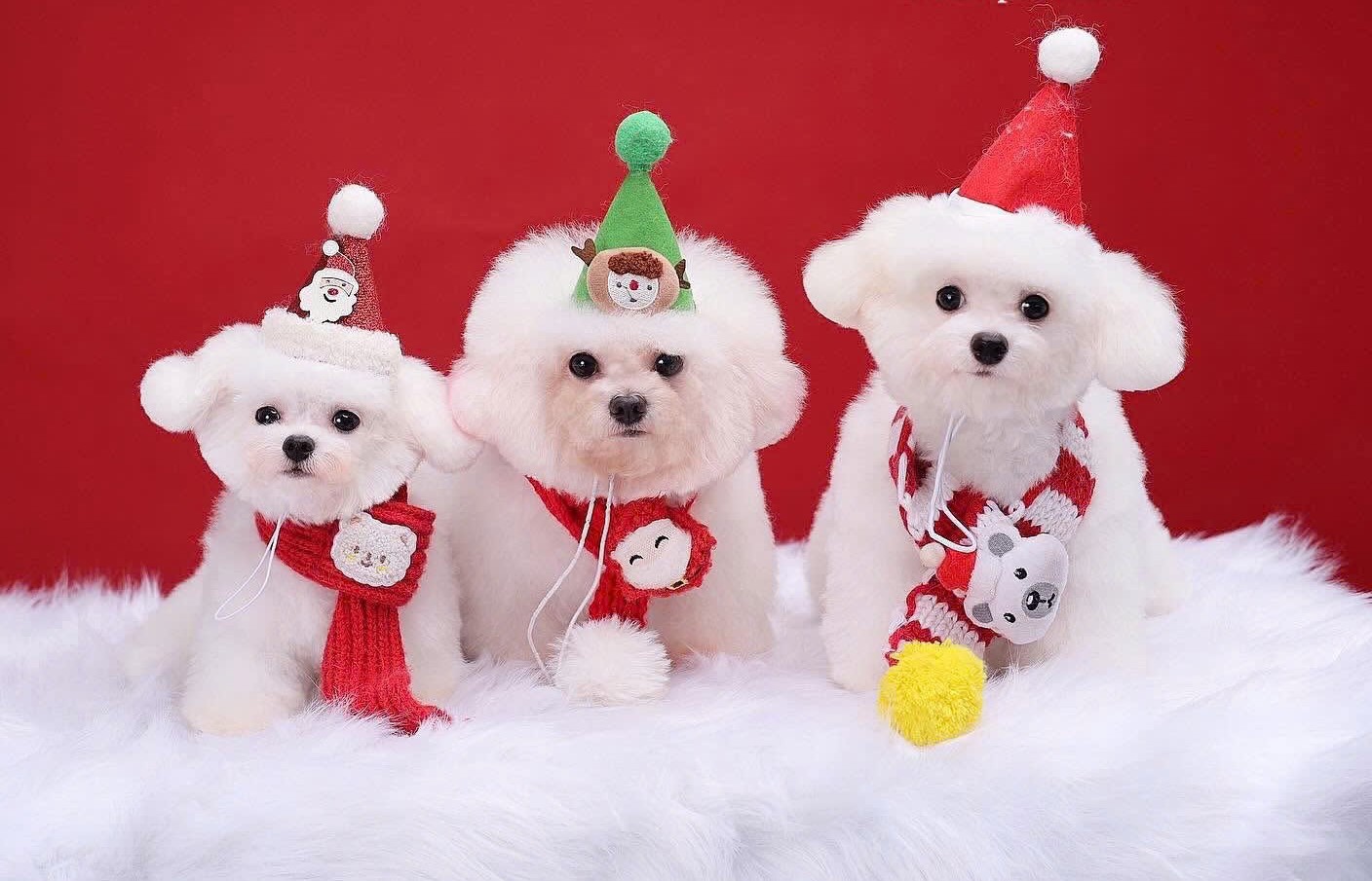 Nghề làm đẹp thú cưng: Người nghệ sĩ giữa dàn hợp xướng Bichon- Ảnh 4. Nghề làm đẹp thú cưng: Người nghệ sĩ giữa dàn hợp xướng Bichon- Ảnh 4.