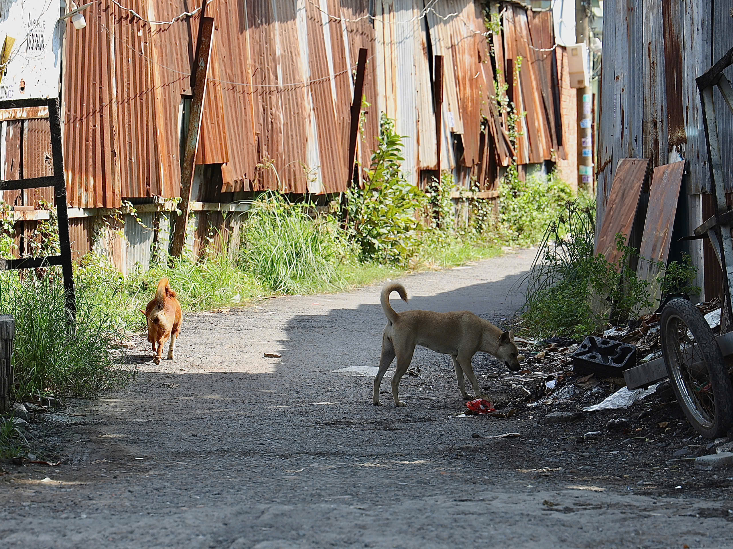 - Ảnh 4. - Ảnh 4.