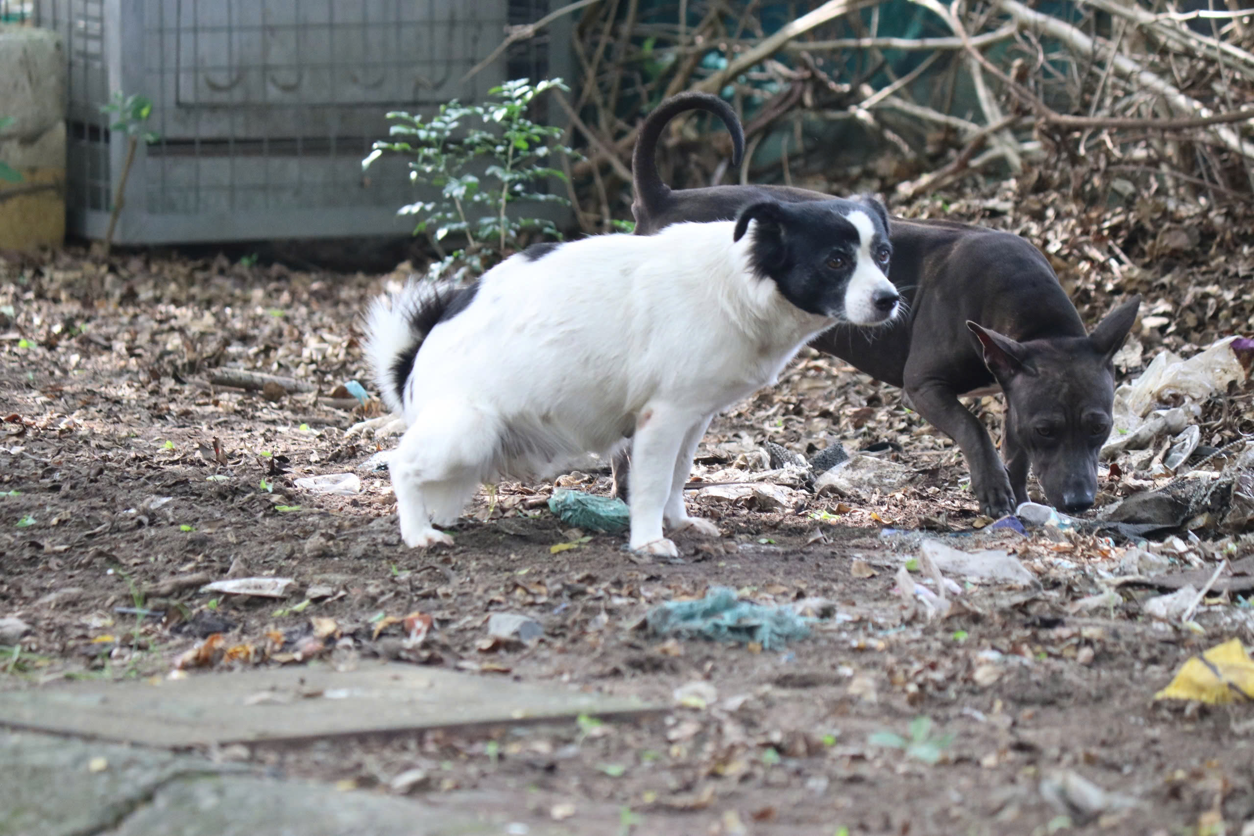 - Ảnh 5. - Ảnh 5.