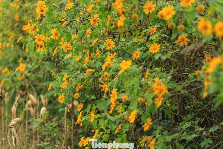 Tới Cao Bằng mùa này, du khách thốt lên: 'Đứng góc nào cũng có ảnh đẹp' - 2