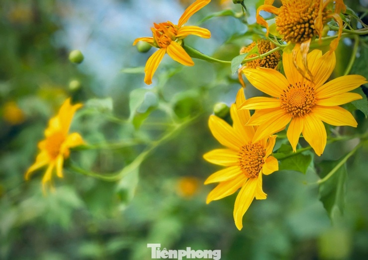 Tới Cao Bằng mùa này, du khách thốt lên: 'Đứng góc nào cũng có ảnh đẹp' - 12