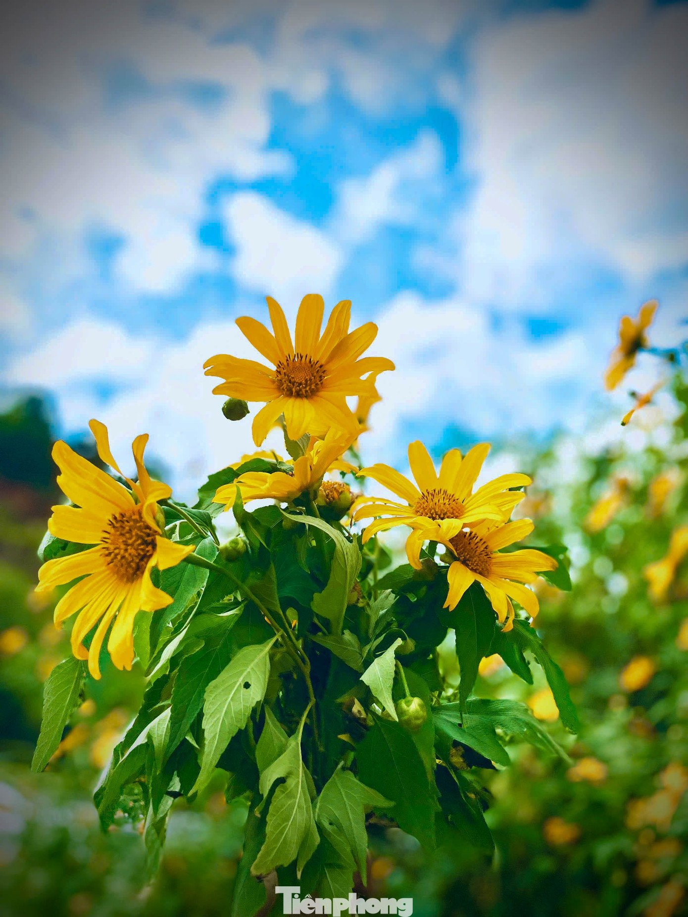 Tới Cao Bằng mùa này, du khách thốt lên: 'Đứng góc nào cũng có ảnh đẹp' - 13