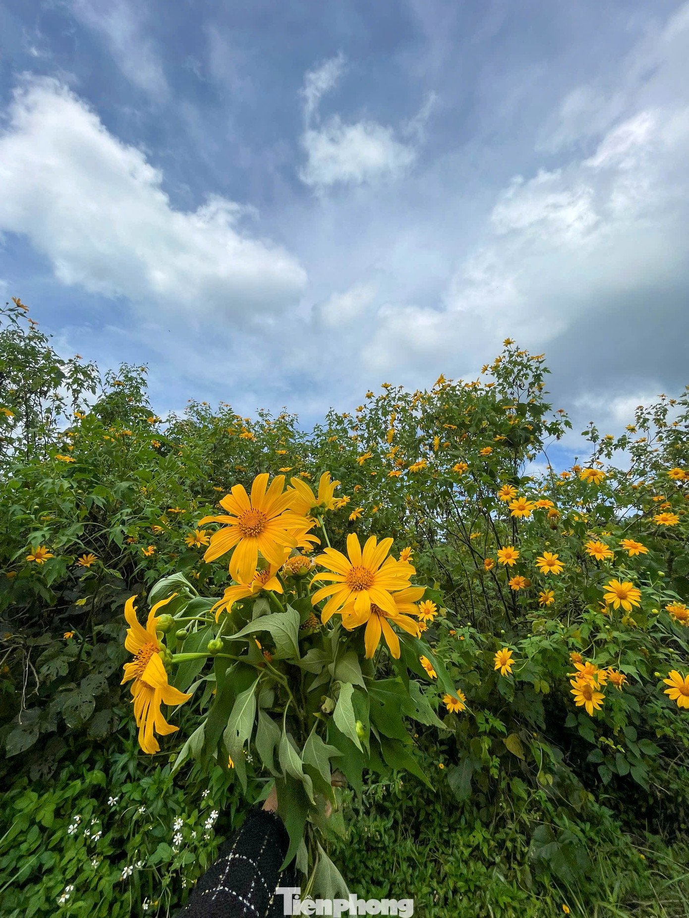 Tới Cao Bằng mùa này, du khách thốt lên: 'Đứng góc nào cũng có ảnh đẹp' - 14