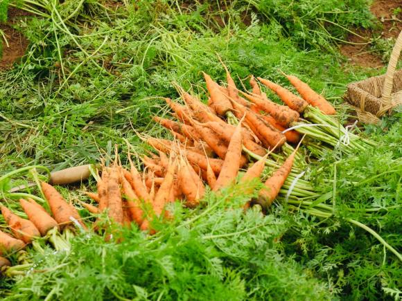 vi nhựa 1 vi nhựa, quả táo, quả cả rốt