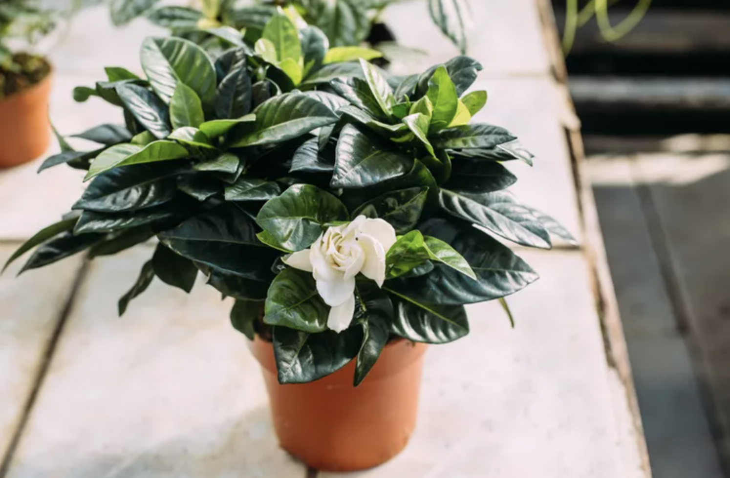 9 loại cây trồng trước nhà rất hợp: Số 5 người Việt biết tận dụng từ lâu- Ảnh 8. 9 loại cây trồng trước nhà rất hợp: Số 5 người Việt biết tận dụng từ lâu- Ảnh 8.