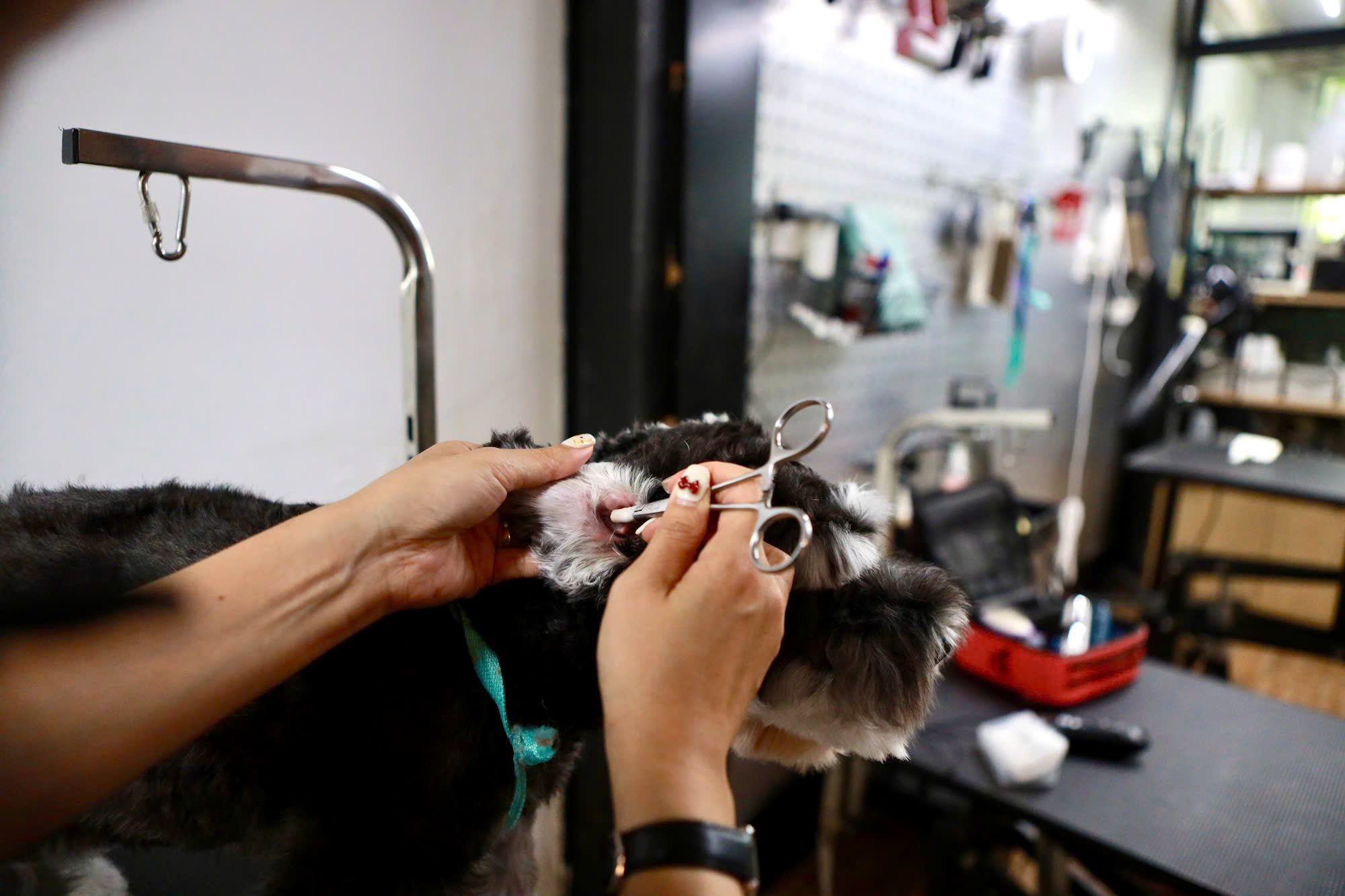 Làm đẹp thú cưng ở TP.HCM: Kiên nhẫn và cả trắc ẩn với khách hàng 4 chân- Ảnh 2. Làm đẹp thú cưng ở TP.HCM: Kiên nhẫn và cả trắc ẩn với khách hàng 4 chân- Ảnh 2.