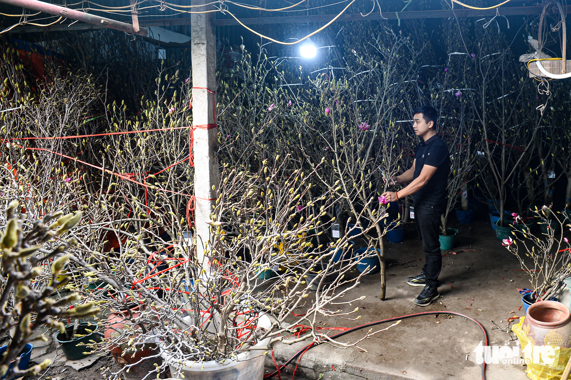 Chơi hoa sớm đón Tết, mộc lan được săn tìm tại Hà Nội - Ảnh 2. mộc lan - Ảnh 2.