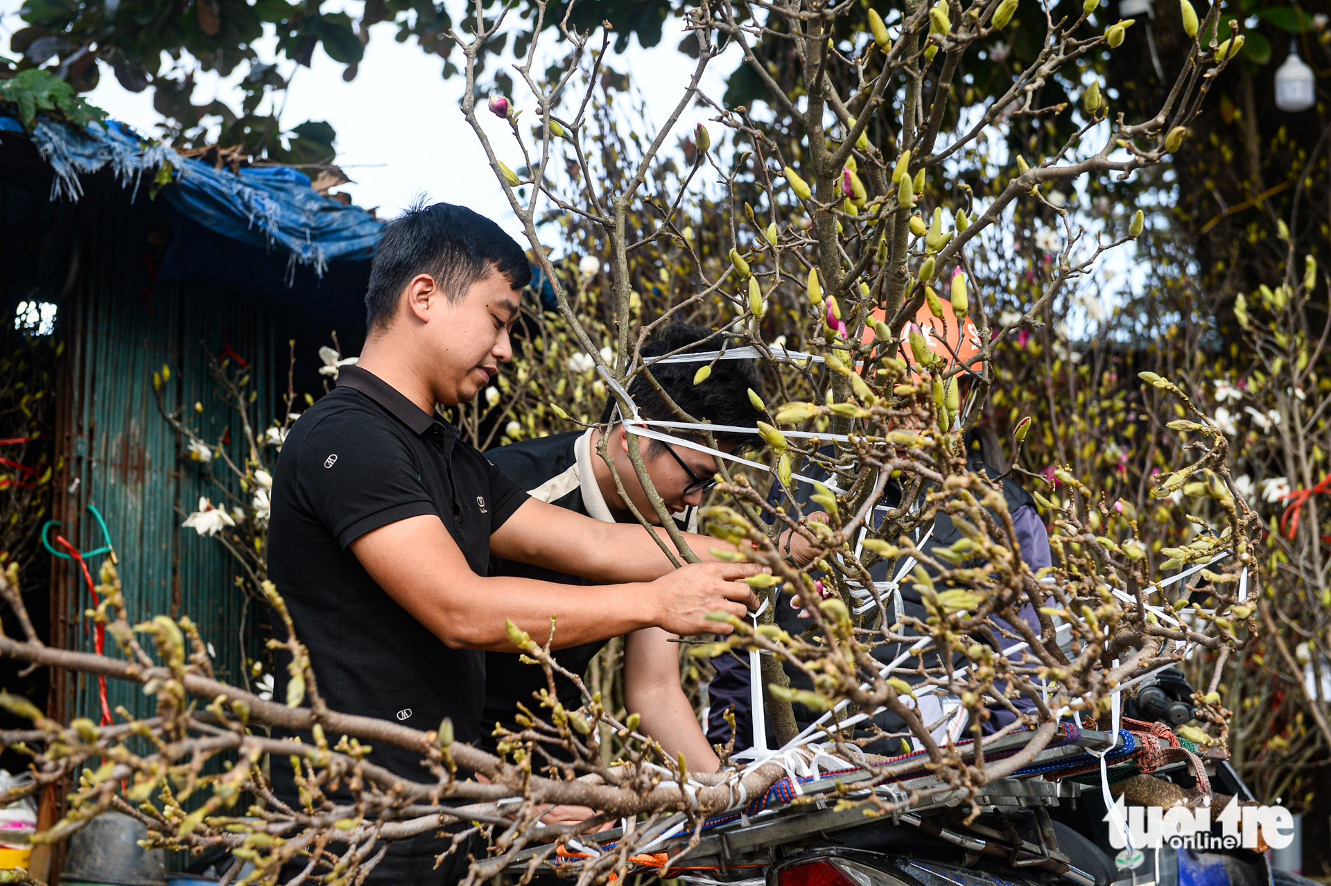 Chơi hoa sớm đón Tết, mộc lan được săn tìm tại Hà Nội - Ảnh 3. mộc lan - Ảnh 3.