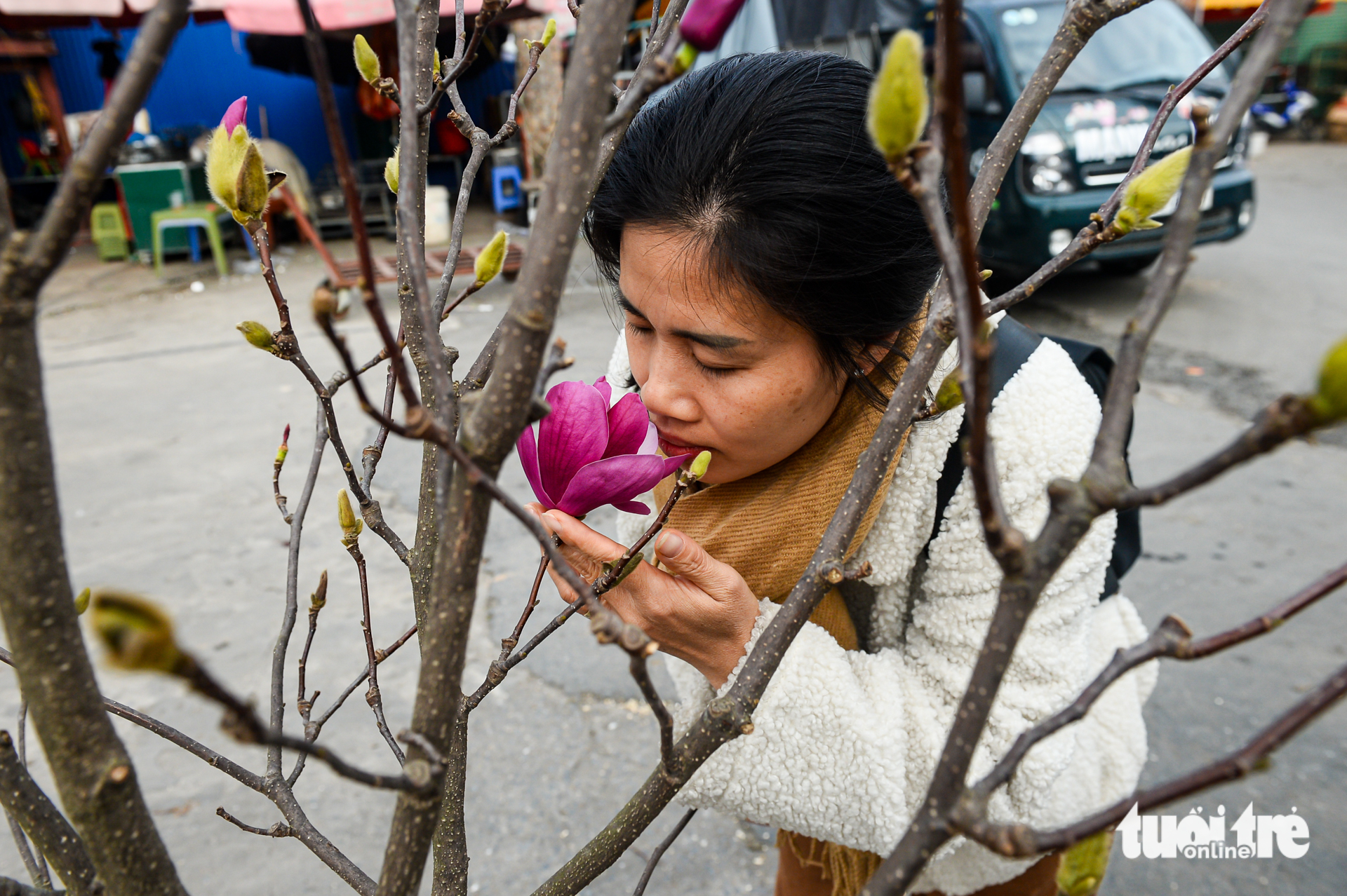 Chơi hoa sớm đón Tết, mộc lan được săn tìm tại Hà Nội - Ảnh 4. mộc lan - Ảnh 4.
