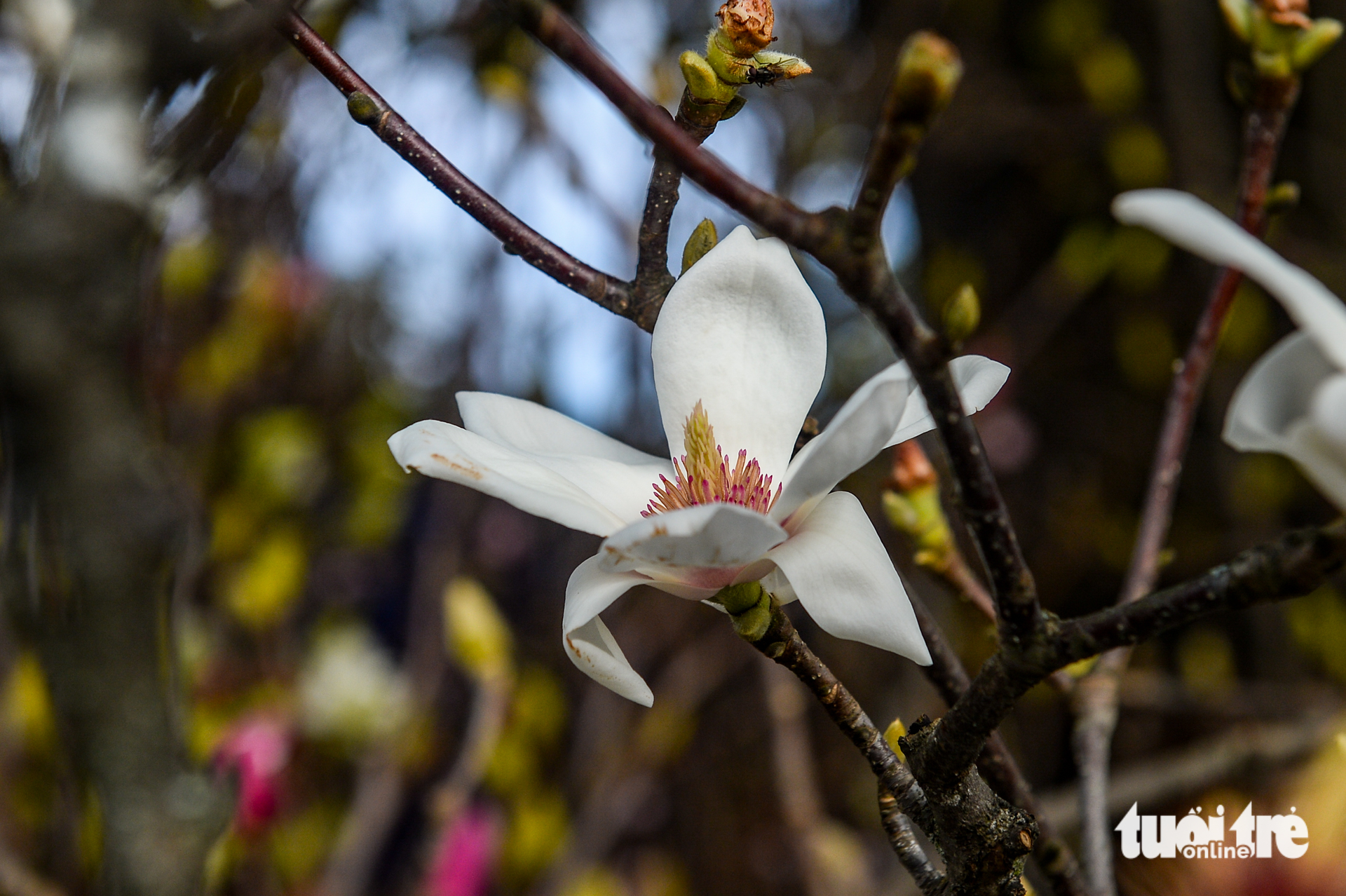 Chơi hoa sớm đón Tết, mộc lan được săn tìm tại Hà Nội - Ảnh 5. mộc lan - Ảnh 5.