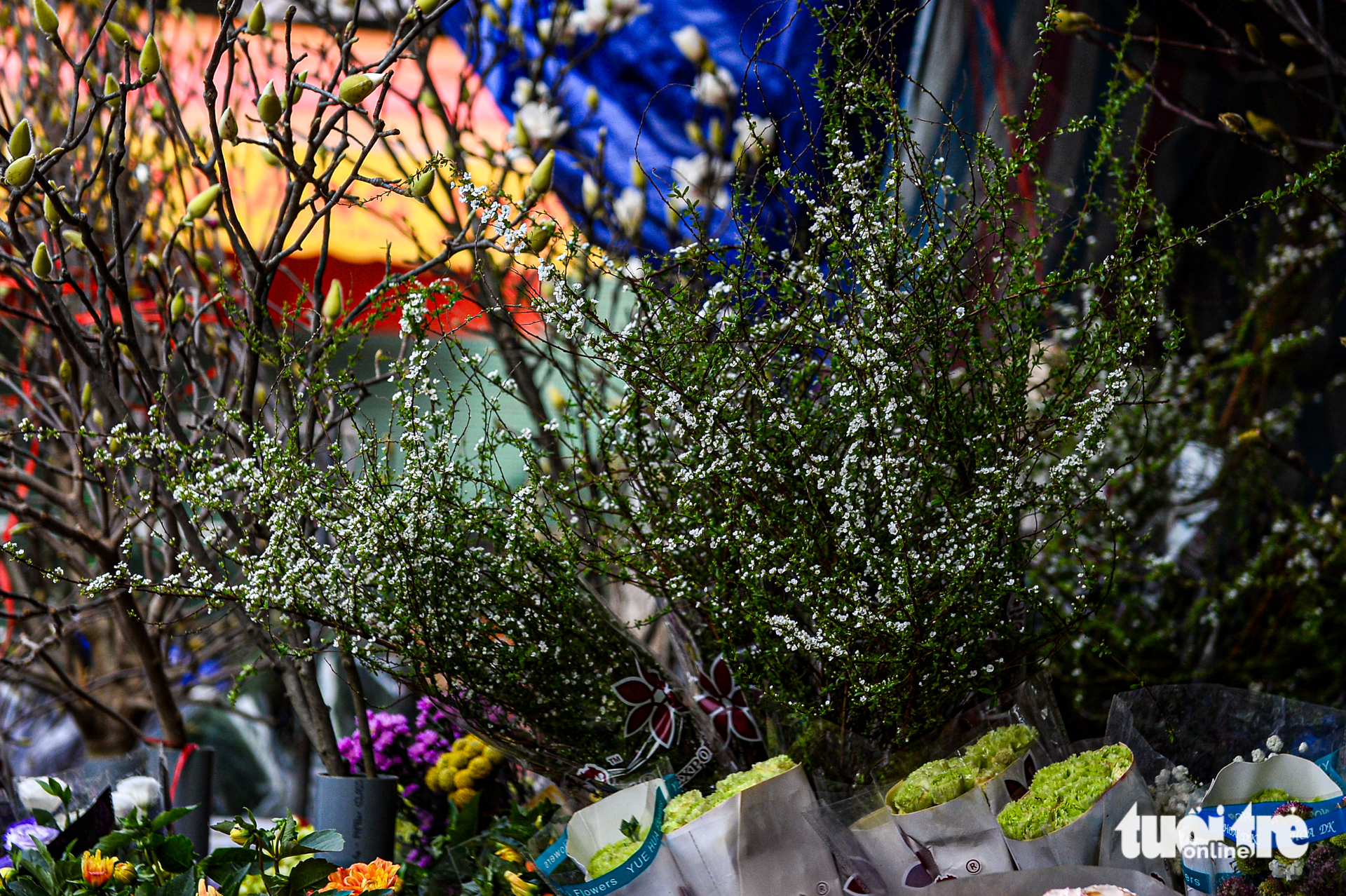 Chơi hoa sớm đón Tết, mộc lan được săn tìm tại Hà Nội - Ảnh 7. mộc lan - Ảnh 6.