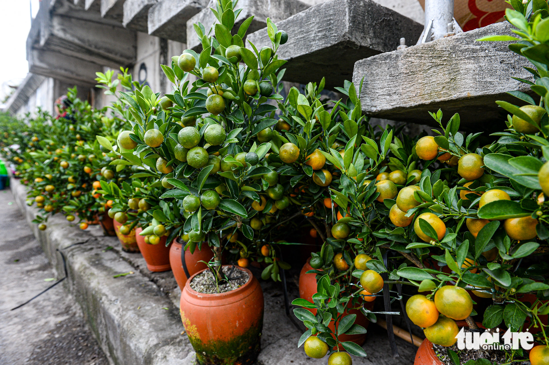 Chơi hoa sớm đón Tết, mộc lan được săn tìm tại Hà Nội 1 mộc lan - Ảnh 9.