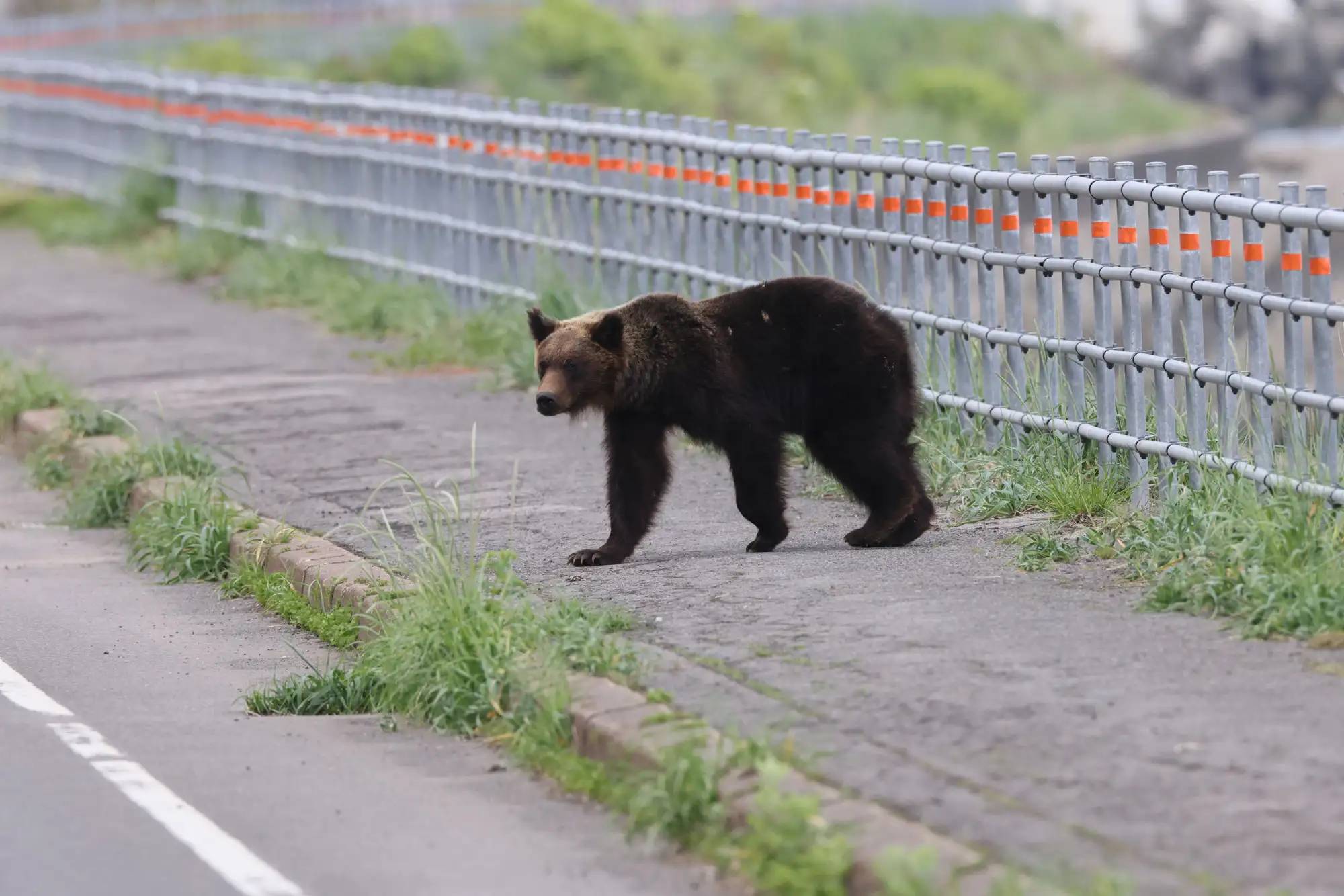 Du khách bị gấu kéo vào rừng, tấn công đến tử vong: Đồng hồ thông minh hé lộ những giây phút cuối đời đầy ám ảnh- Ảnh 2.