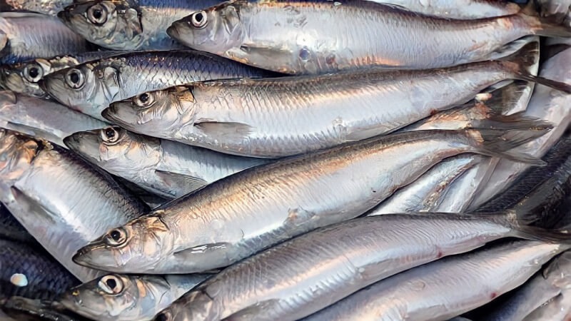 Cá hồi chỉ đứng thứ 3 trong bảng xếp hạng omega 3, loại cá bình dân bán đầy chợ Việt mới là Cá hồi chỉ đứng thứ 3 trong bảng xếp hạng omega 3, loại cá bình dân bán đầy chợ Việt mới là