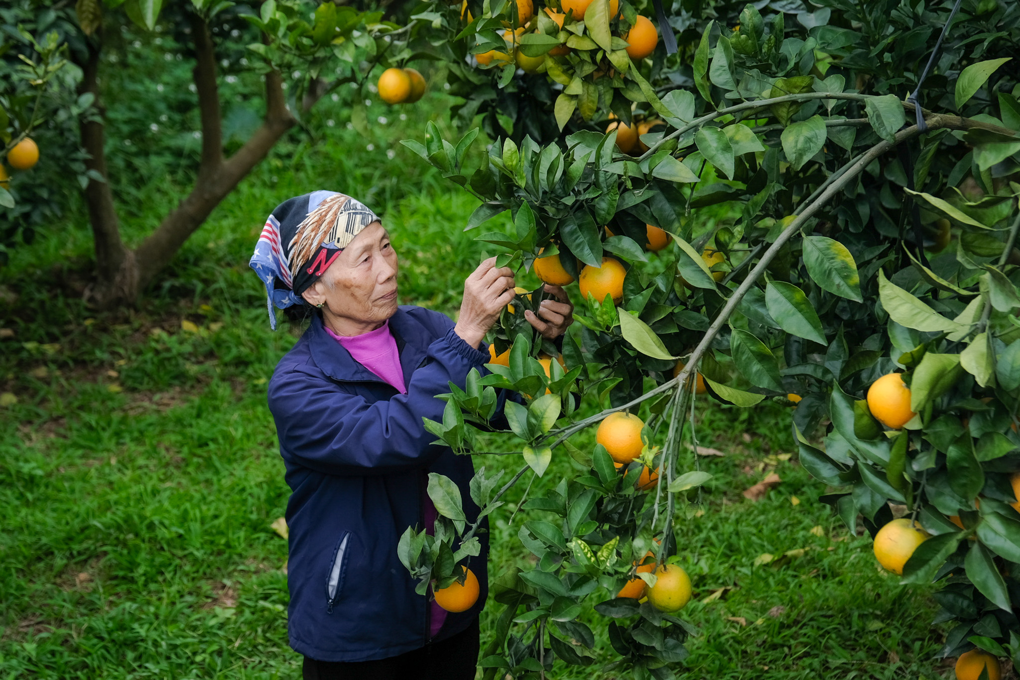 Từ vùng vải thiều, nông dân Bắc Ninh 'quay xe' trồng cam, bưởi VietGAP thu tiền tỉ - Ảnh 3. Từ vùng vải thiều, nông dân Bắc Ninh 'quay xe' trồng cam, bưởi VietGAP thu tiền tỉ - Ảnh 3.