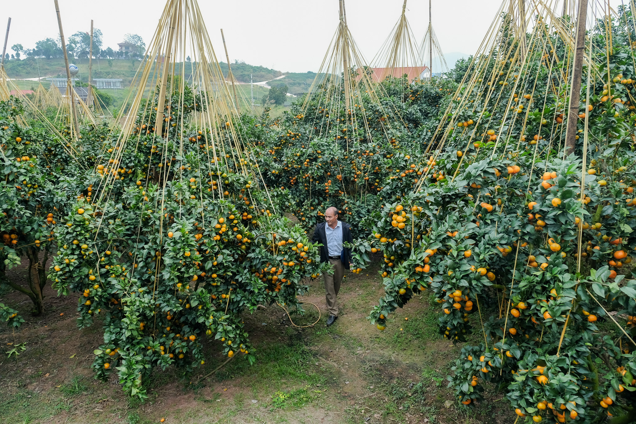 Từ vùng vải thiều, nông dân Bắc Ninh 'quay xe' trồng cam, bưởi VietGAP thu tiền tỉ - Ảnh 4. bắc ninh - Ảnh 3.