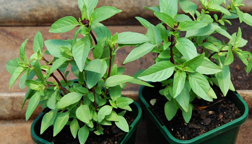 5 loại cây đuổi muỗi, ruồi, gián hiệu quả, lại dễ trồng, không tốn diện tích: Nhà nào cũng nên có ít nhất 1 cây- Ảnh 2.