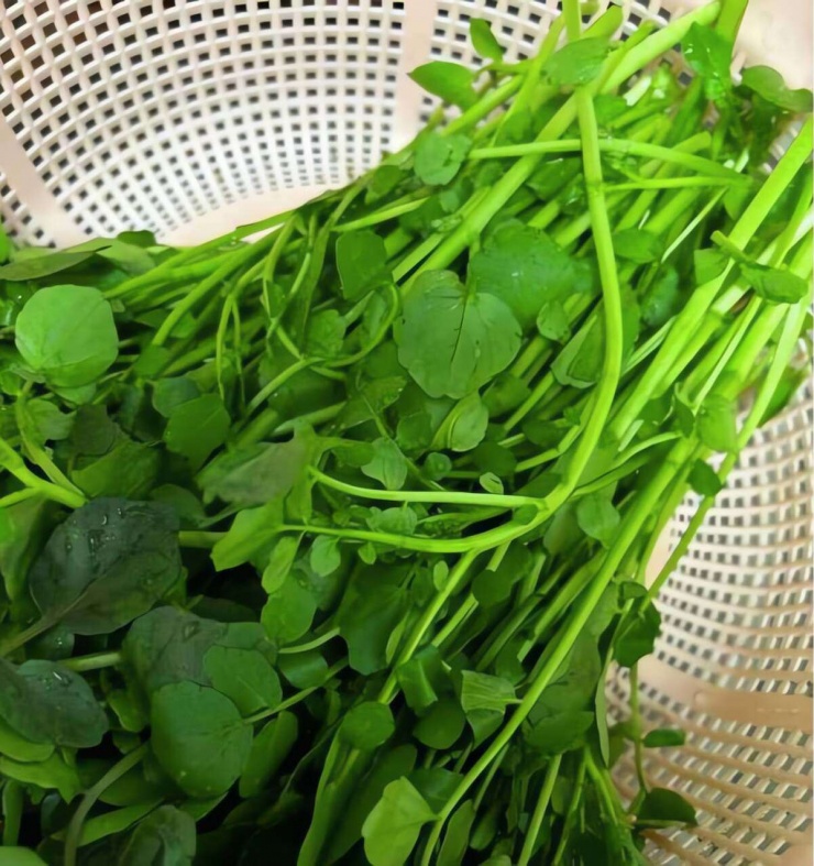 Loại rau mùa đông tươi mát, giúp dưỡng ẩm cho da khô, bổ máu, tăng cường miễn dịch, nấu canh rất thơm - 4