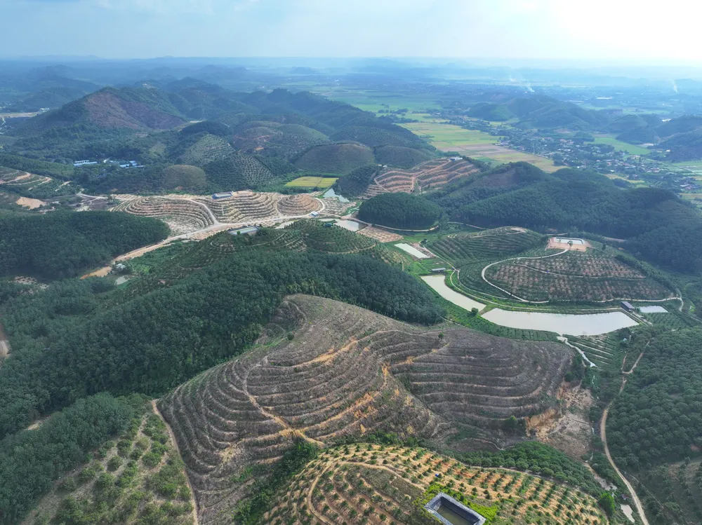 Tỉnh Lâm Đồng tiếp tục giao đất, giao rừng, cho thuê rừng gắn với cấp giấy chứng nhận quyền sử dụng đất lâm nghiệp. Ảnh: PHƯƠNG NAM lam-nghiep-2.jpeg