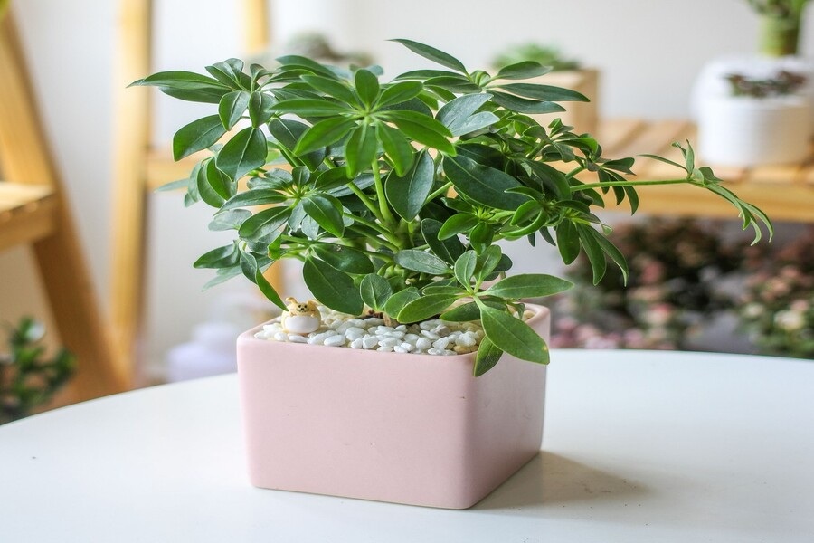 5 loại cây đuổi muỗi, ruồi, gián hiệu quả, lại dễ trồng, không tốn diện tích: Nhà nào cũng nên có ít nhất 1 cây- Ảnh 3.