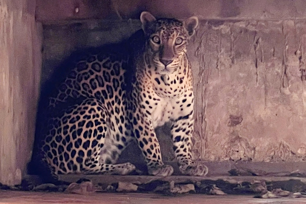 Công an kiểm tra cơ sở nuôi nhốt nhiều hổ, báo ở TPHCM - 3