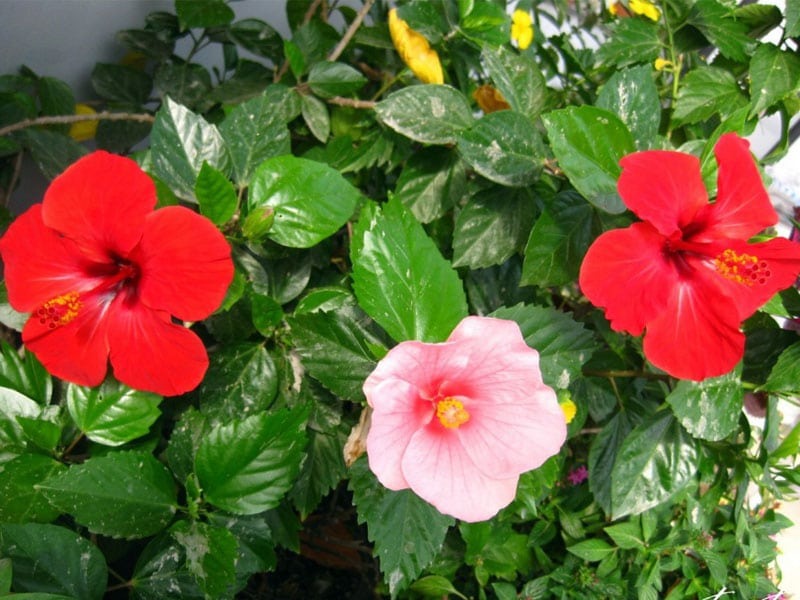 ĐỪNG trồng 4 cây này trước cửa: Thần Tài ghét bỏ, chủ nhà dễ lao đao- Ảnh 2. ĐỪNG trồng 4 cây này trước cửa: Thần Tài ghét bỏ, chủ nhà dễ lao đao- Ảnh 2.