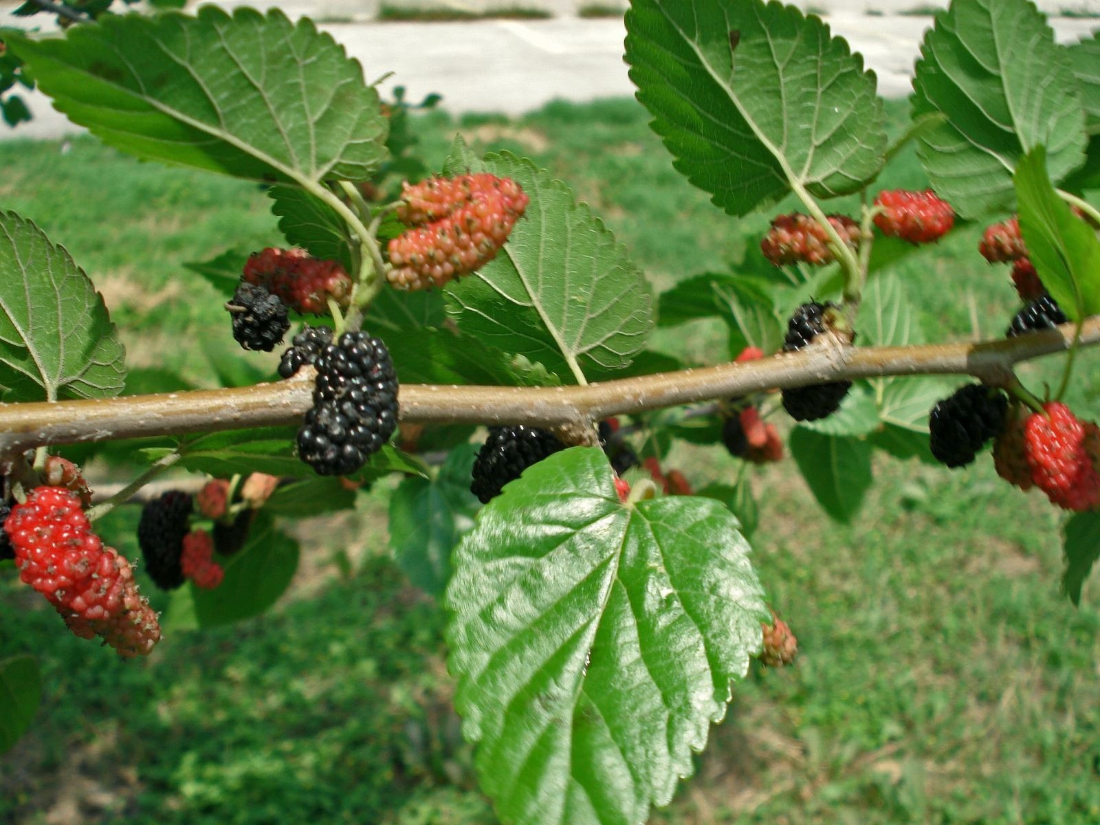 ĐỪNG trồng 4 cây này trước cửa: Thần Tài ghét bỏ, chủ nhà dễ lao đao- Ảnh 3. ĐỪNG trồng 4 cây này trước cửa: Thần Tài ghét bỏ, chủ nhà dễ lao đao- Ảnh 3.