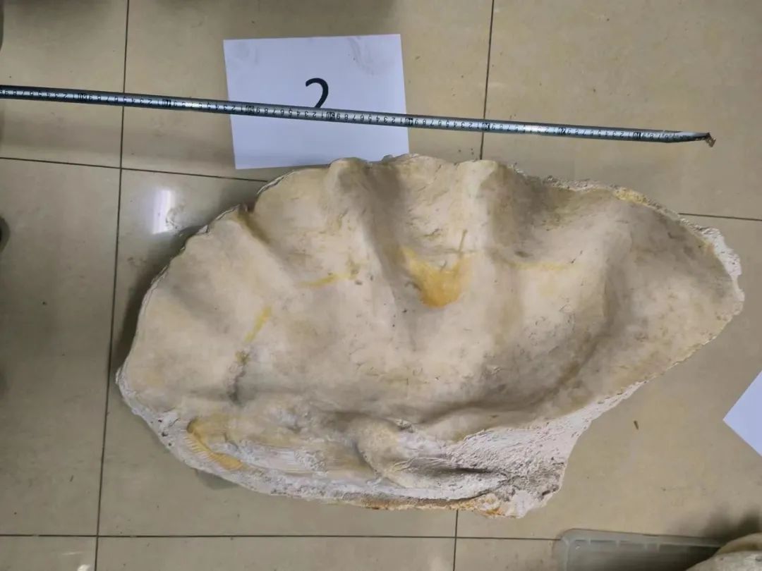 Chi hơn 969 triệu đồng mua 3 vỏ trai khổng lồ về nhà trưng, 3 năm sau người đàn ông bị cảnh sát bắt giữ- Ảnh 2. Chi hơn 969 triệu đồng mua 3 vỏ trai khổng lồ về nhà trưng, 3 năm sau người đàn ông bị cảnh sát bắt giữ- Ảnh 2.