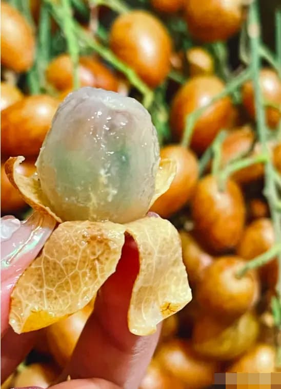 Loại quả bé tí nhiều người tưởng vô dụng lại tốt cho sức khỏe tim mạch và hỗ trợ làm đẹp da 4 Loại quả bé tí nhiều người tưởng vô dụng lại tốt cho sức khỏe tim mạch và hỗ trợ làm đẹp da - 3