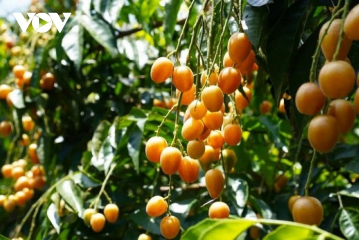 Loại quả bé tí nhiều người tưởng vô dụng lại tốt cho sức khỏe tim mạch và hỗ trợ làm đẹp da 3 Loại quả bé tí nhiều người tưởng vô dụng lại tốt cho sức khỏe tim mạch và hỗ trợ làm đẹp da - 2