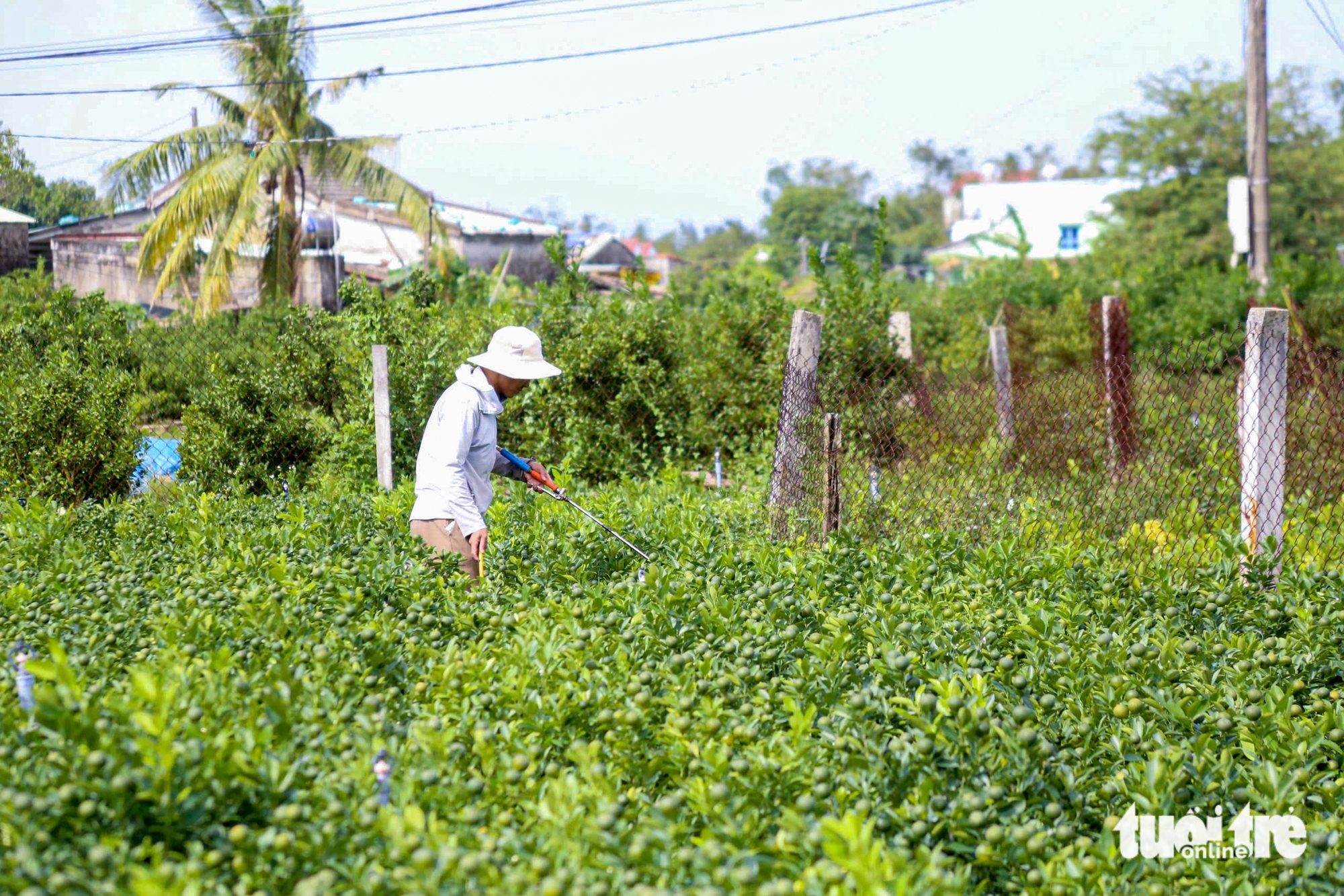 Thủ phủ quất cảnh miền Trung chật vật vụ Tết 2 quất cảnh - Ảnh 2.