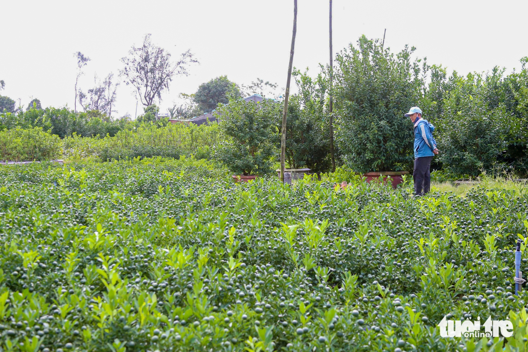 Thủ phủ quất cảnh miền Trung chật vật vụ Tết 3 quất cảnh - Ảnh 3.