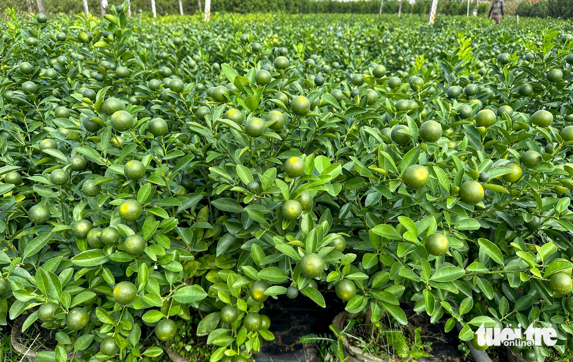 Thủ phủ quất cảnh miền Trung chật vật vụ Tết 4 quất cảnh - Ảnh 4.