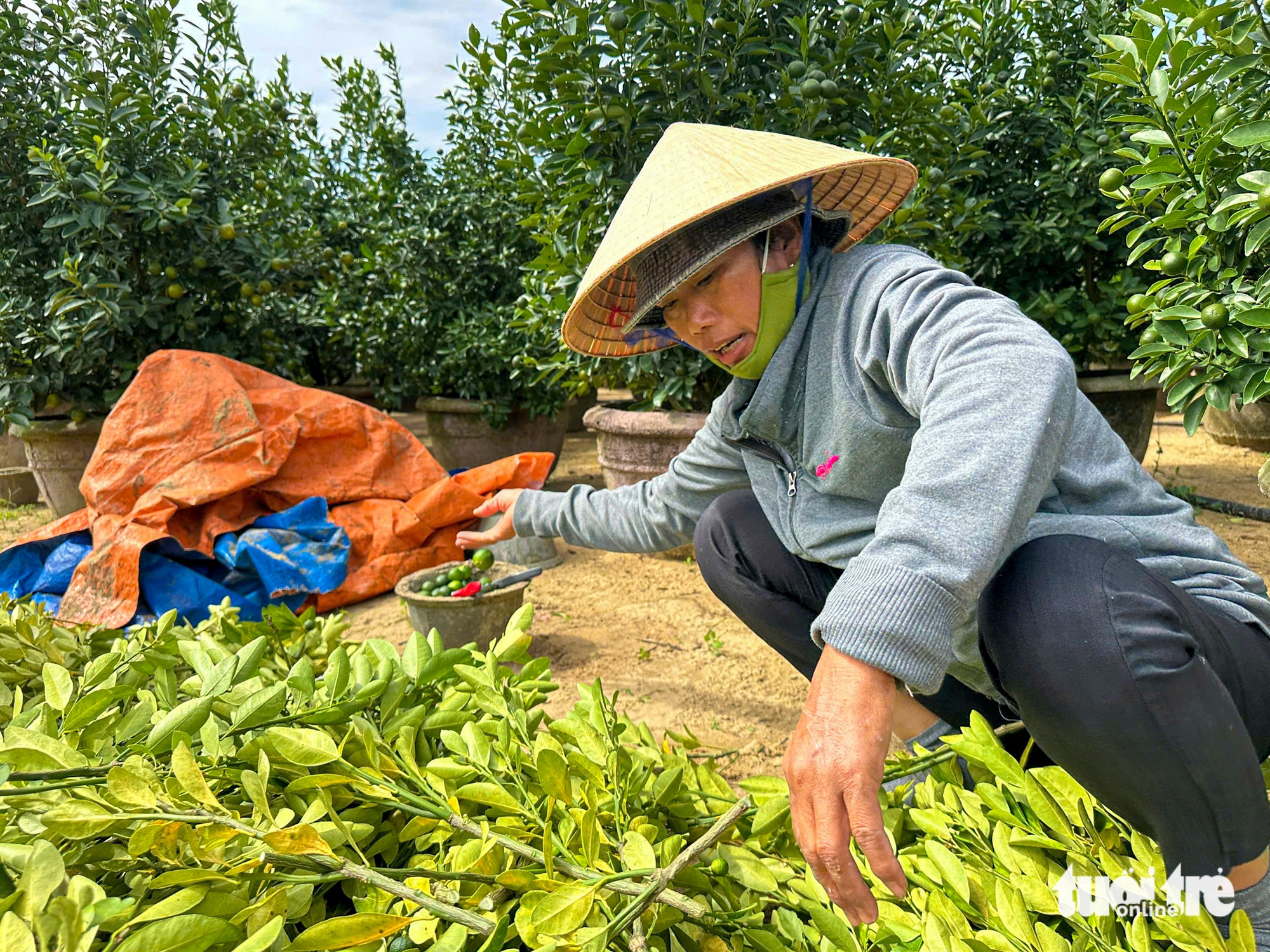 Thủ phủ quất cảnh miền Trung chật vật vụ Tết 5 Thủ phủ quất cảnh miền Trung chật vật vụ Tết - Ảnh 5.