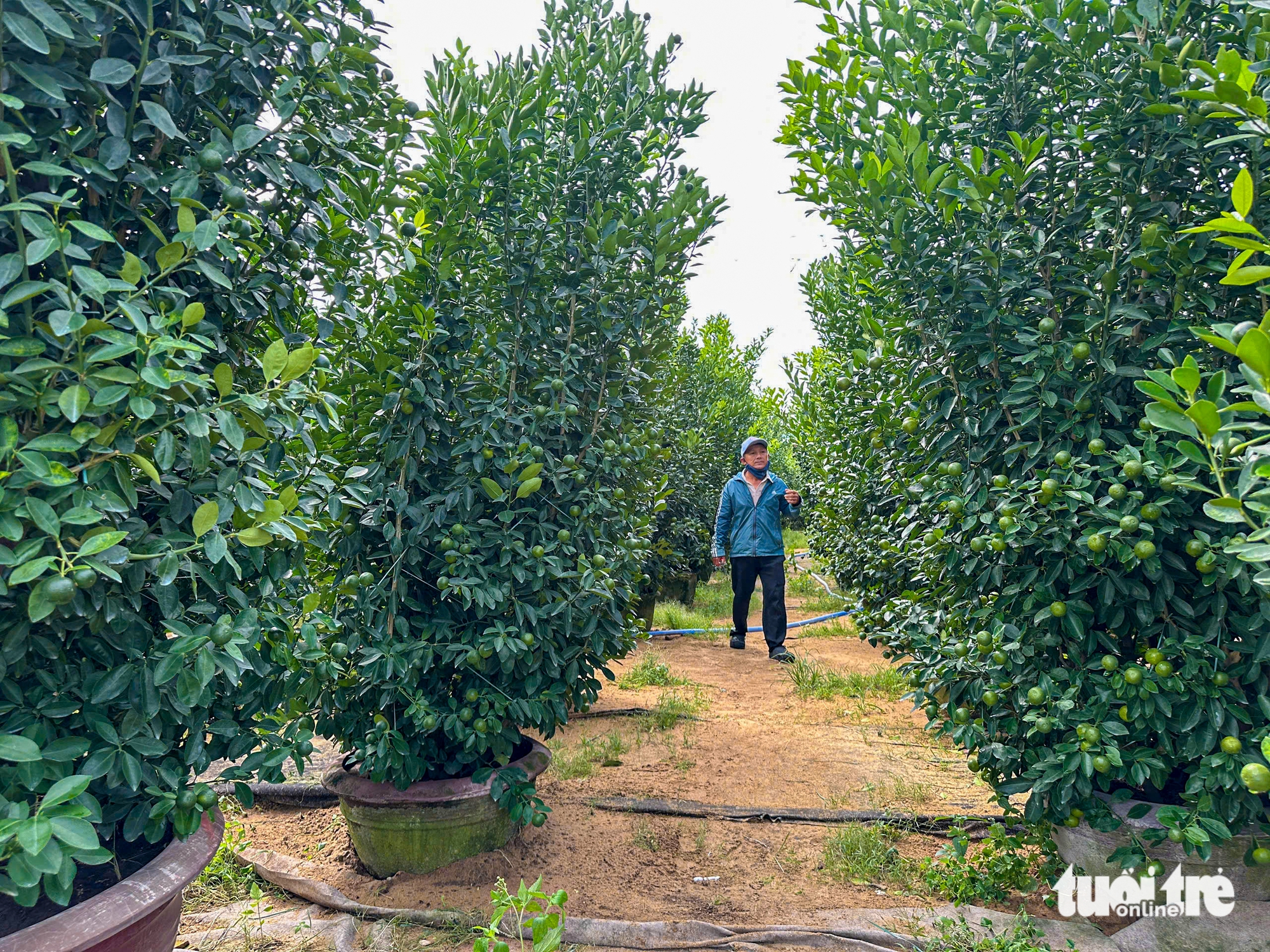 Thủ phủ quất cảnh miền Trung chật vật vụ Tết 6 Thủ phủ quất cảnh miền Trung chật vật vụ Tết - Ảnh 6.