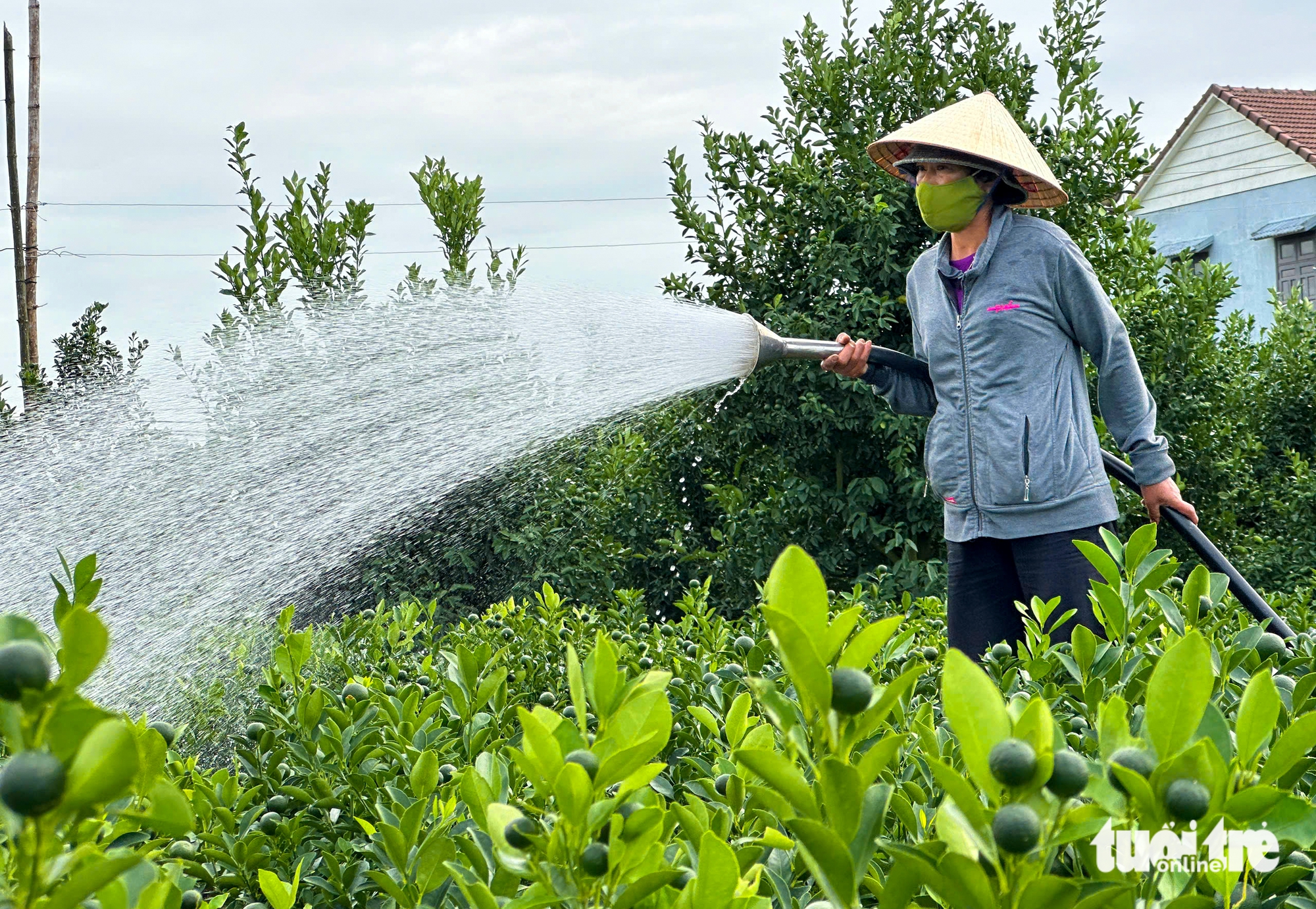 Thủ phủ quất cảnh miền Trung chật vật vụ Tết 7 quất cảnh - Ảnh 7.