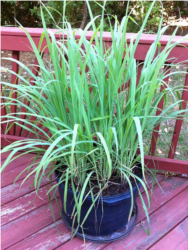 3 loại cây vừa đuổi rắn, vừa trấn trạch, mang lại phong thủy tốt không ngờ cho gia chủ- Ảnh 2. 3 loại cây vừa đuổi rắn, vừa trấn trạch, mang lại phong thủy tốt không ngờ cho gia chủ- Ảnh 2.