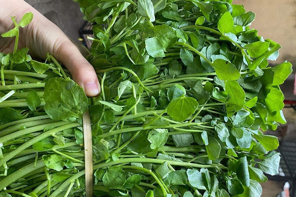 Chợ Việt có loại rau 10.000/bó, là Chợ Việt có loại rau 10.000/bó, là