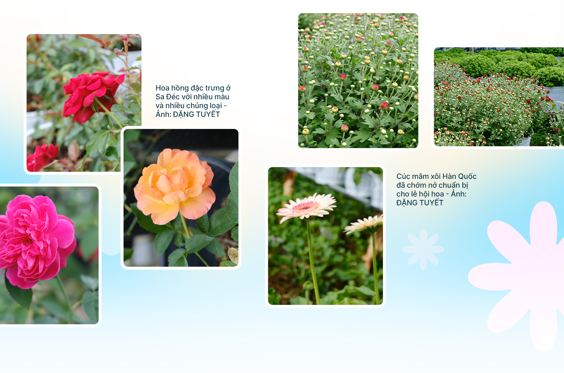 Festival Hoa kiểng Sa Đéc lần thứ 2: Sắc hoa ngày mới - Ảnh 7. Festival Hoa kiểng Sa Đéc lần thứ 2: Sắc hoa ngày mới - Ảnh 7.