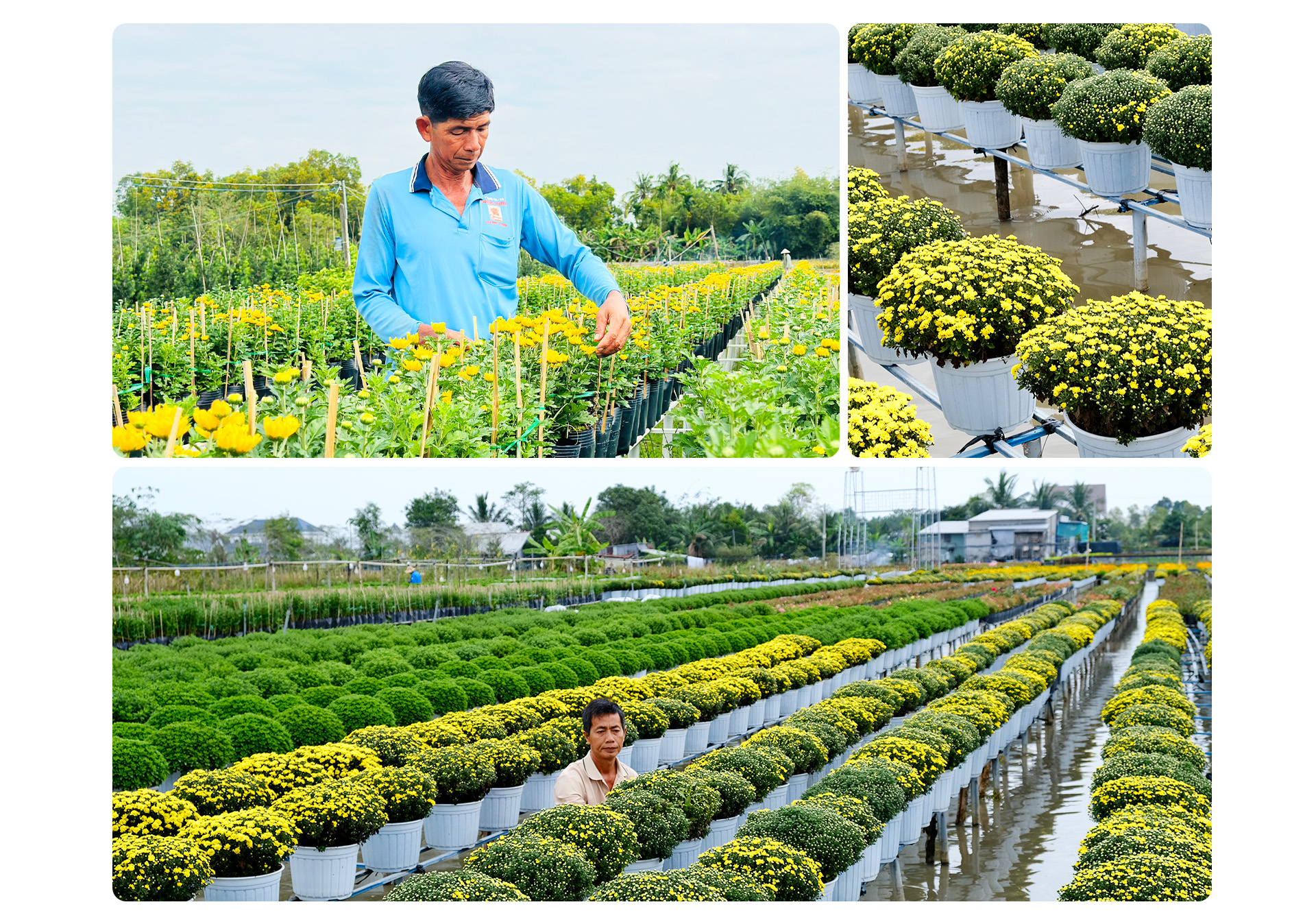 Festival Hoa kiểng Sa Đéc lần thứ 2: Sắc hoa ngày mới - Ảnh 8. Festival Hoa kiểng Sa Đéc lần thứ 2: Sắc hoa ngày mới - Ảnh 8.